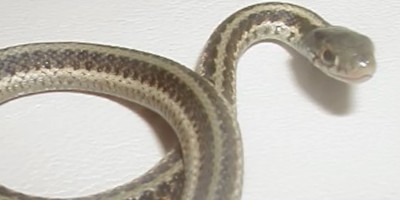 San Bernardino snake